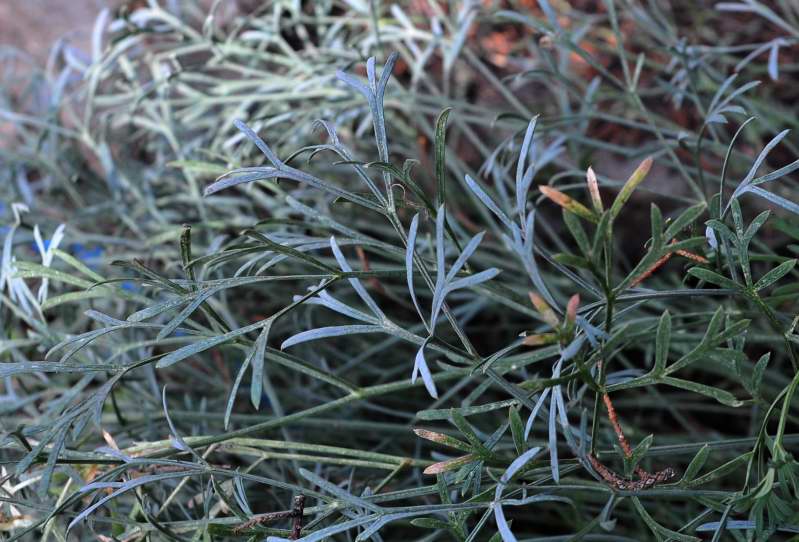 Seseli tortuosum / Finocchiella mediterranea